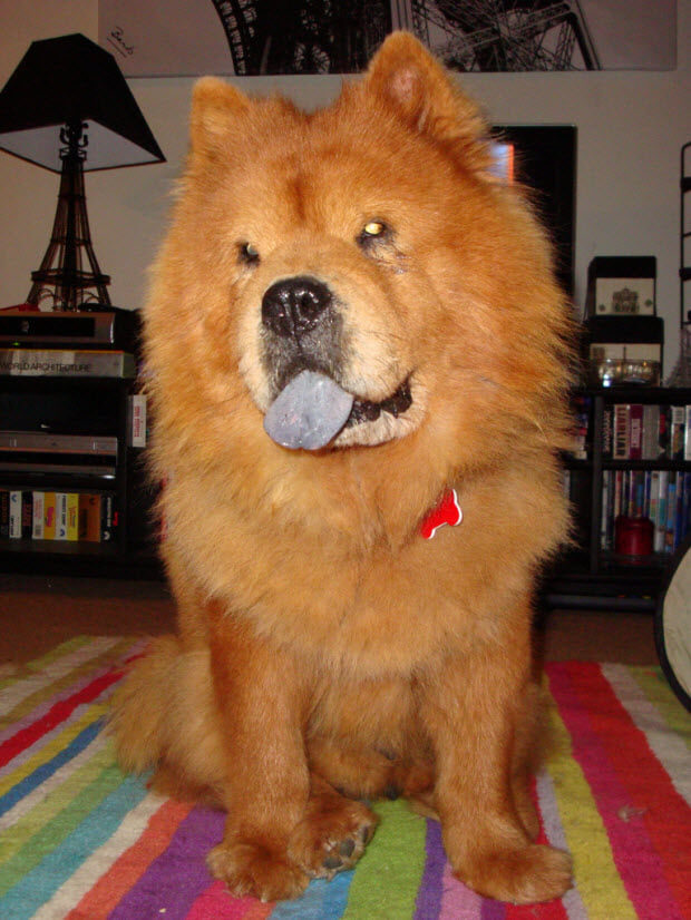 Chow Chow