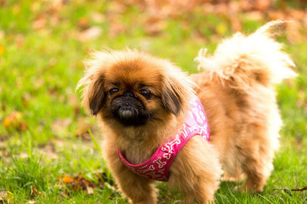 Pekingese