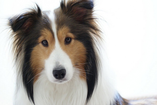 Shetland-Sheepdog