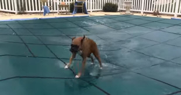 boxers-on-pool-cover1