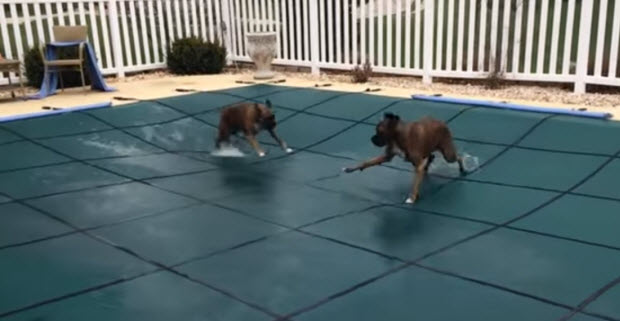 boxers-on-pool-cover2