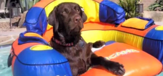 choc labrador retriever in the pool