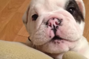 cute bulldog puppy