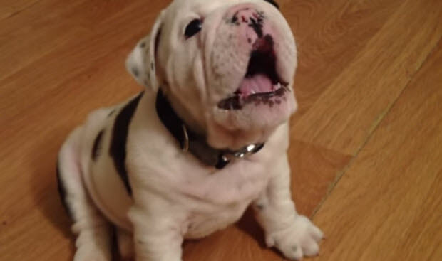 cute bulldog puppy