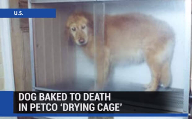 dog-baked-alive-at-petco1