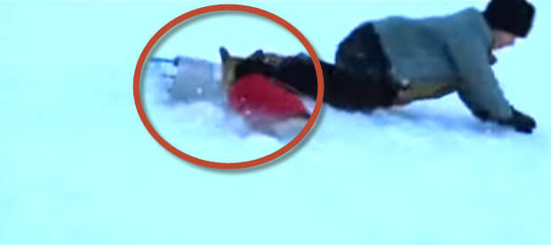 dog steals sleds and rides them