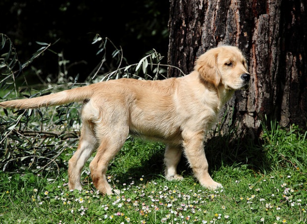 golden-retriever