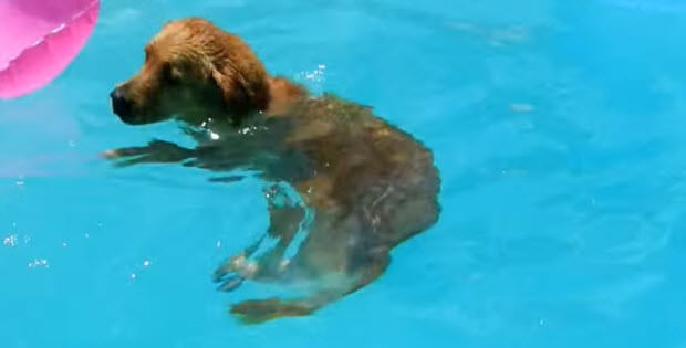 golden retriever steals pool float