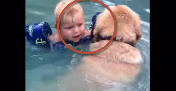 This is So Cool – Labrador Drags Toddler Out of The Water Because He Thinks Kid is Drowning