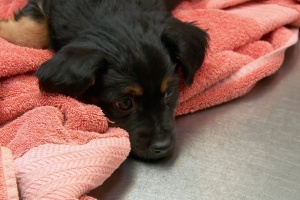 parvo virus