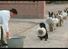 dog obedience