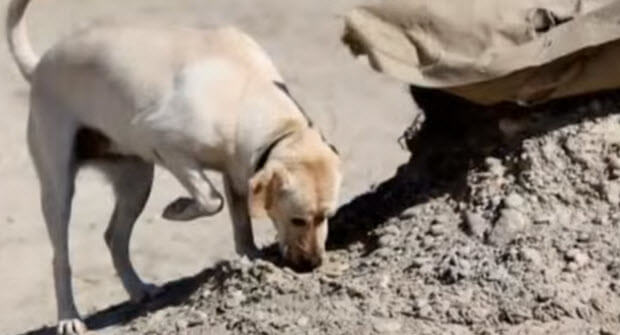white-lab-dog-reuniting-with-soldier