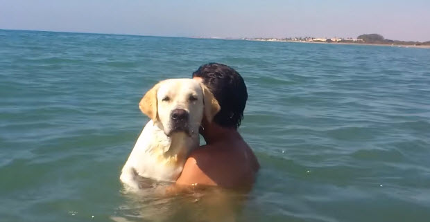 white labrador swimming and enjoying the water