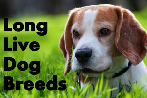 TOP 10 Dog Breeds That Live the Longest