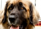 10 Shortest Living Dog Breeds