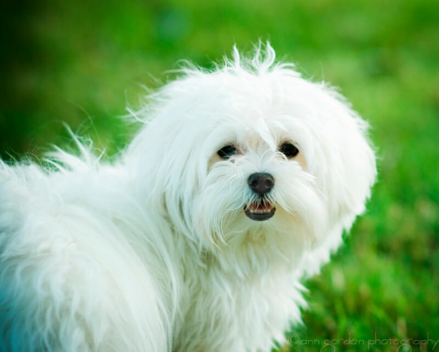 Maltese