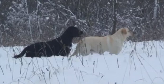 black-and-yellow-labradors-in-snow-playin-1