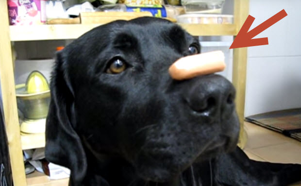 black labrador trained dog