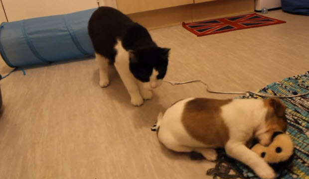 dog-meets-two-puppies