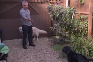 dog signals - Cesar explains
