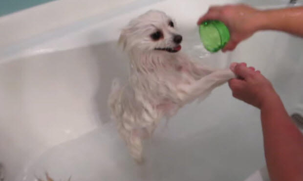 dogs-having-bath-2