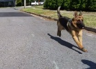 german shepherd bad behavior