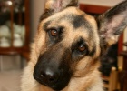 German Shepherd Dog