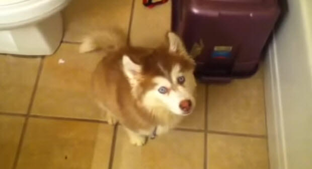 husky-dog-does-not-like-bath-1