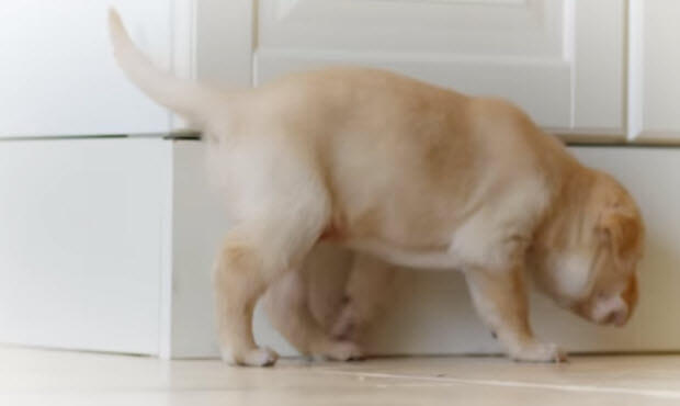 lab-puppy-all-about-senses-1