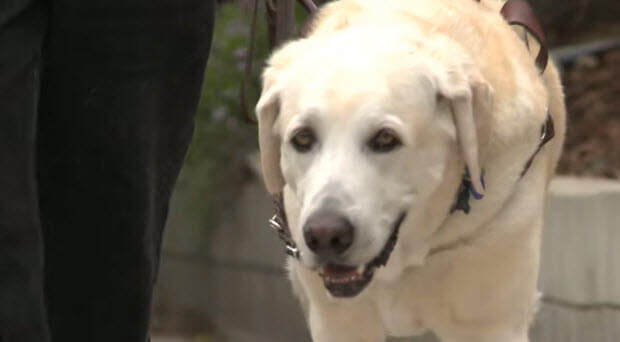 labrador-helps-blind-man