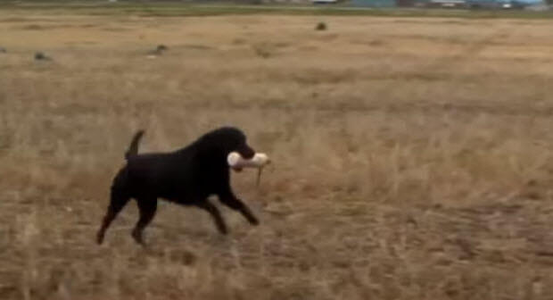 black labrador hunting dog
