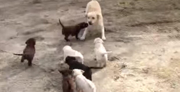 labrador-mama-with-puppies-1