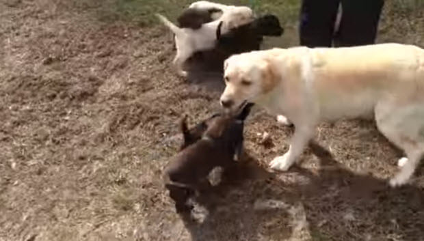 labrador-mama-with-puppies-3
