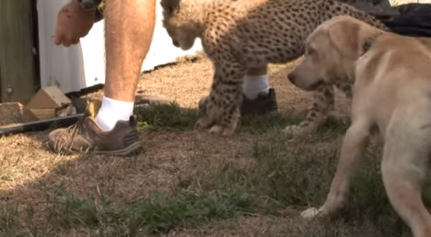 labrador-puppy-cheetah-cub-3
