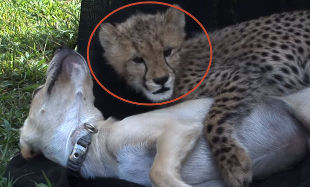 labrador-puppy-cheetah-cub