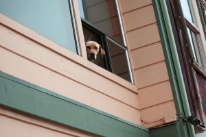 Dog Reuniting With Owner