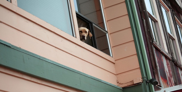 Dog Reuniting With Owner