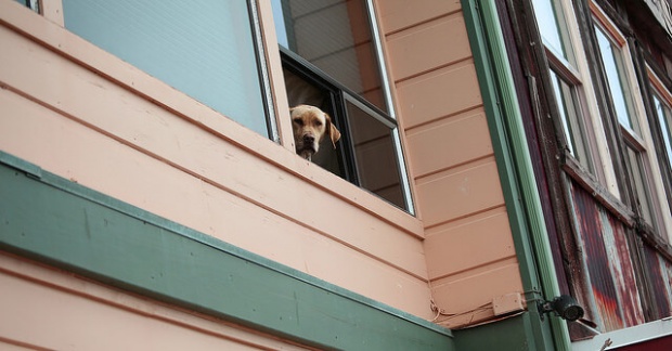 Dog Reuniting With Owner