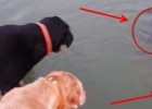 Labradors love to fish