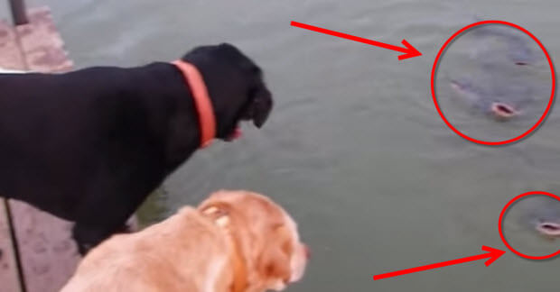 Labradors love to fish
