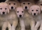 cute puppies