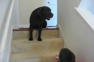singing labrador