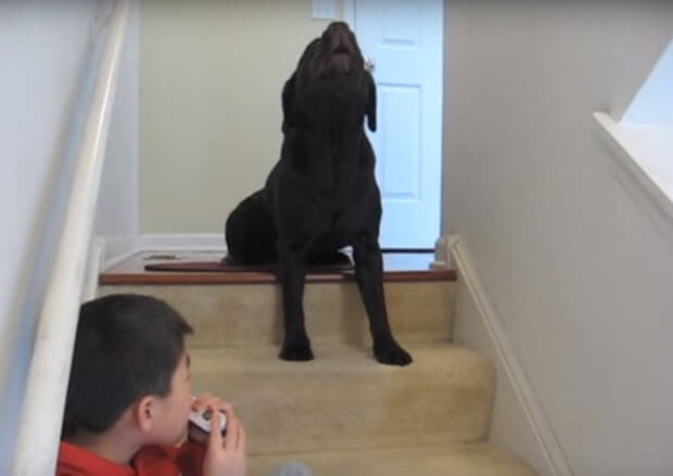 singing labrador with boy