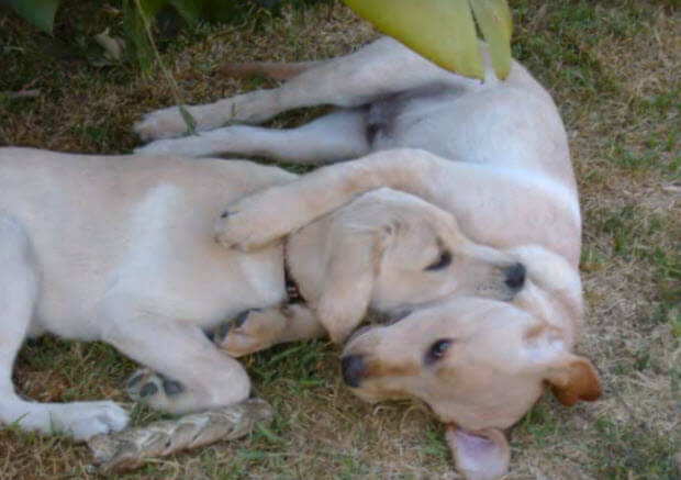 two-huge-labrador-retriever-dogs-from-puppies-4