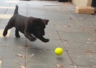 German Shepherd Puppy Playing Tennis Ball