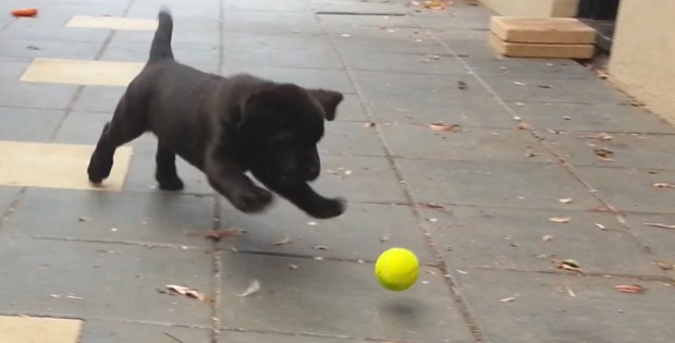 German Shepherd Puppy Playing Tennis Ball