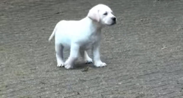 white-labrador-dog-puppy-2