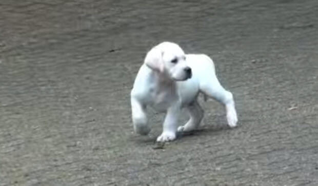white-labrador-dog-puppy