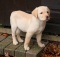 cute yellow lab puppy