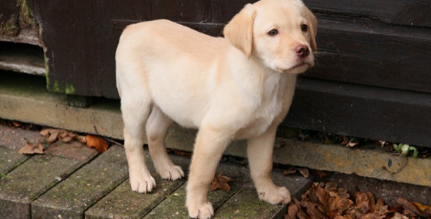 cute yellow lab puppy